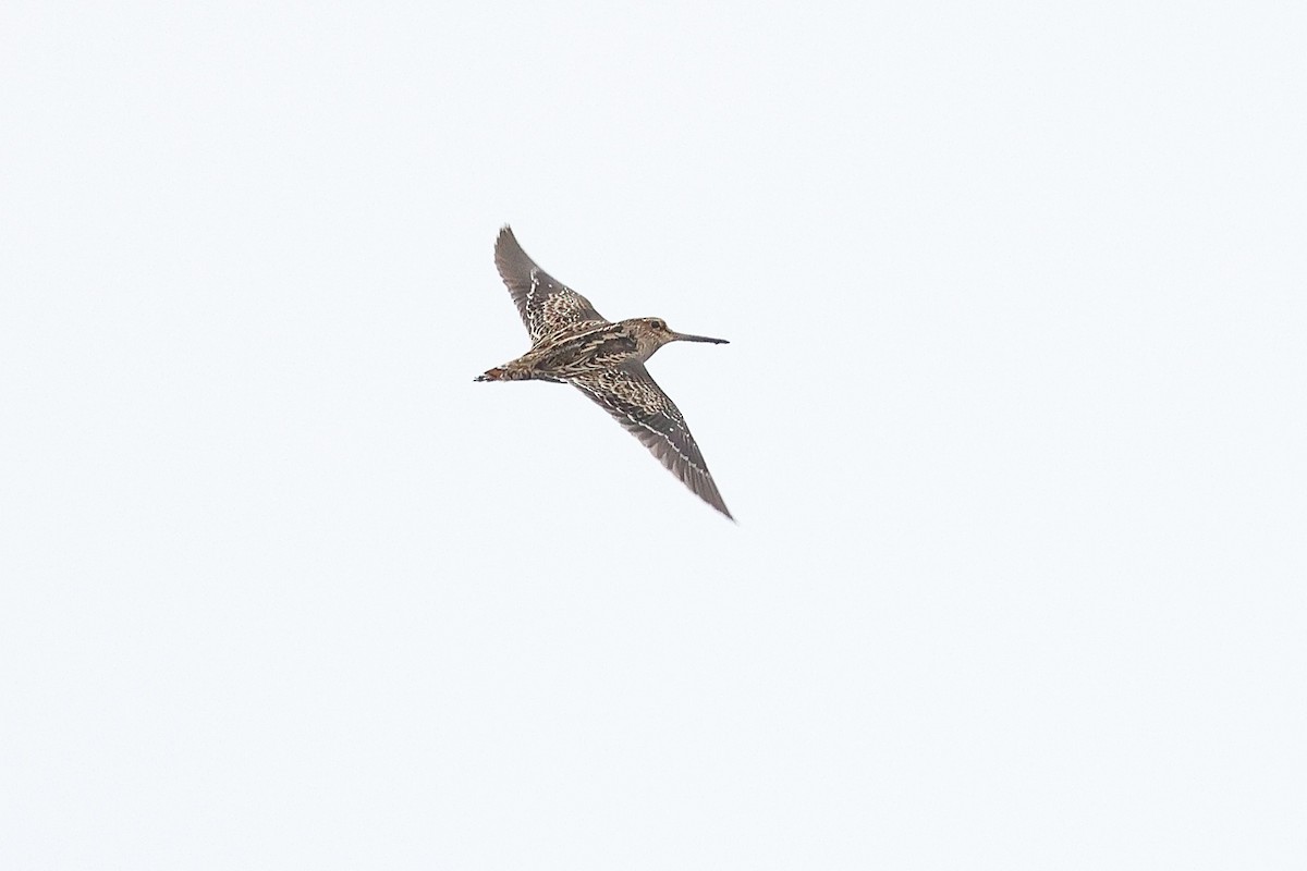 Pin-tailed Snipe - ML652183034