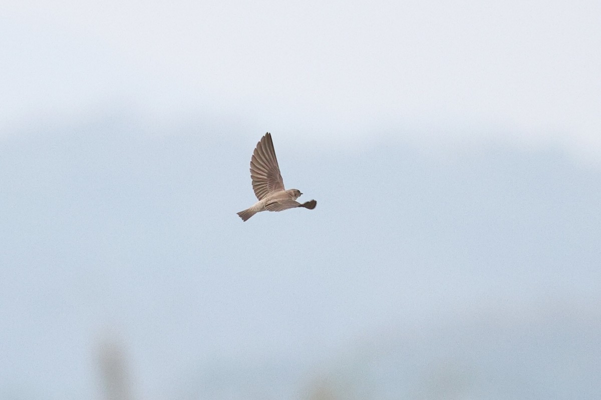 Gray-throated Martin - ML652183036