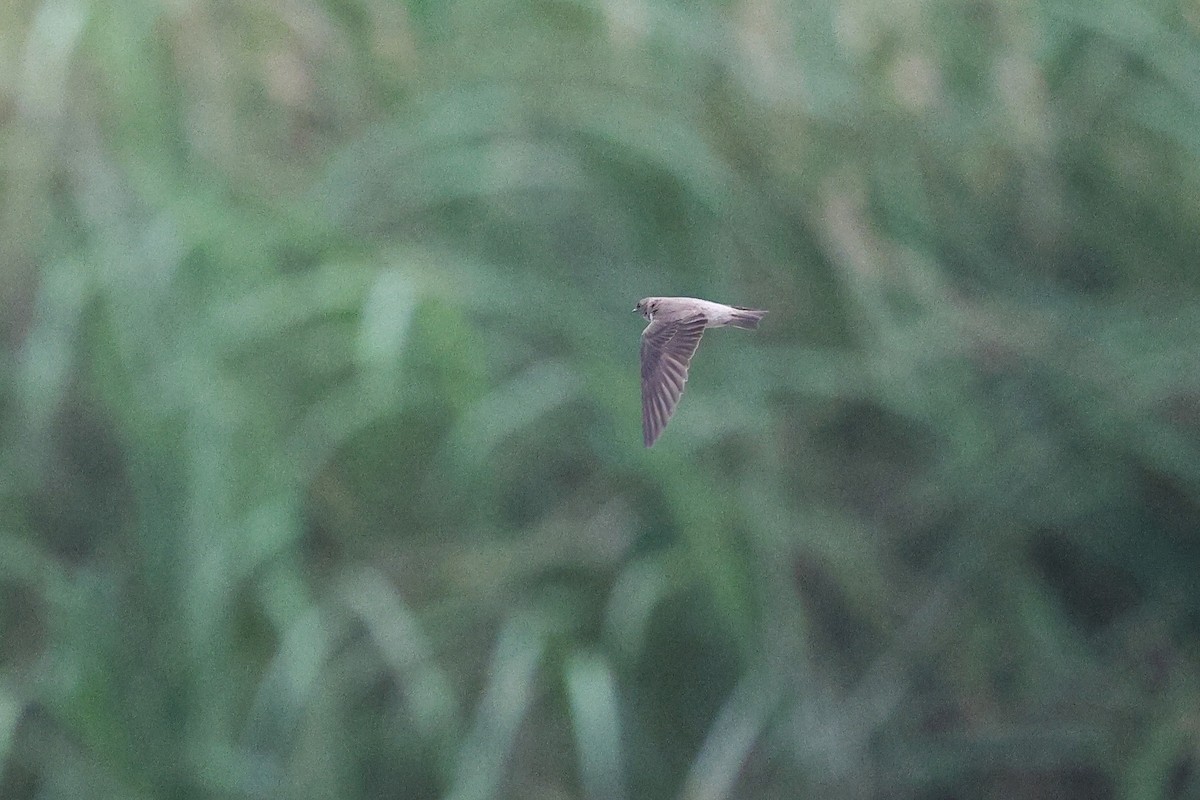 Gray-throated Martin - ML652183037