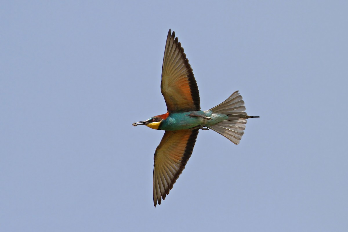 European Bee-eater - ML65218331