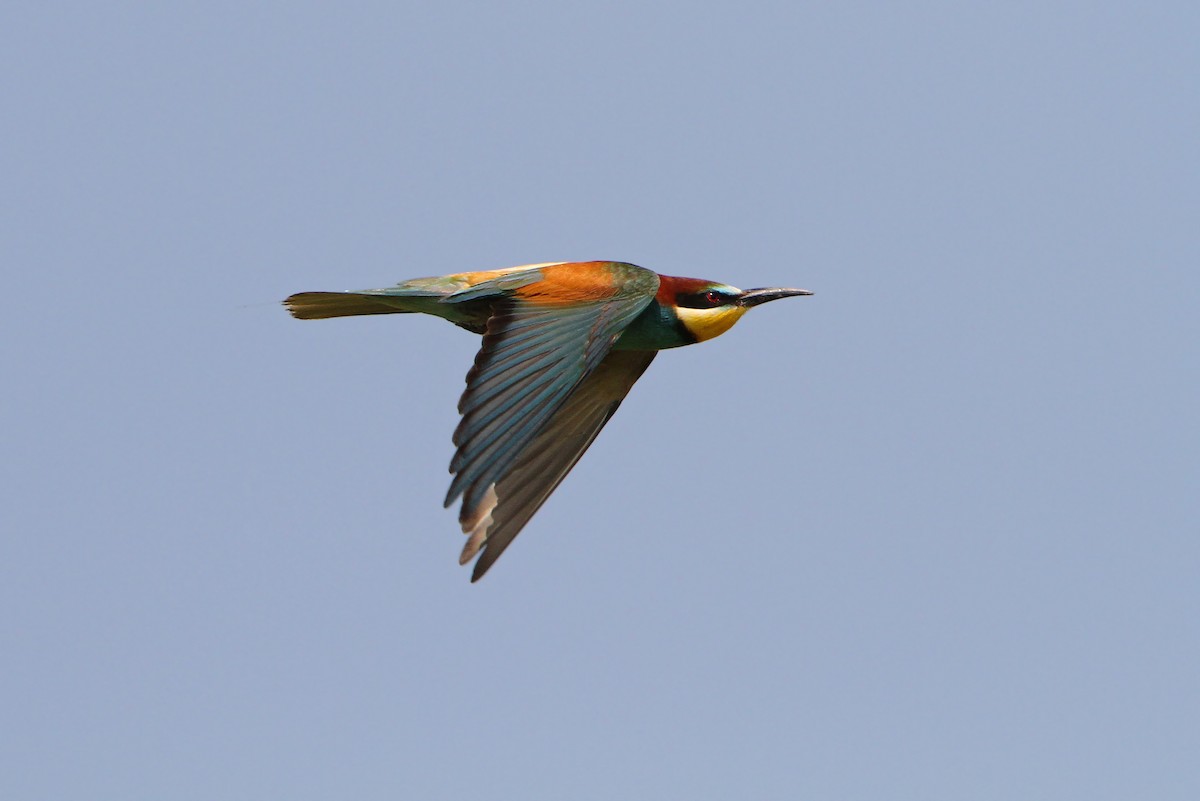 European Bee-eater - ML65218351