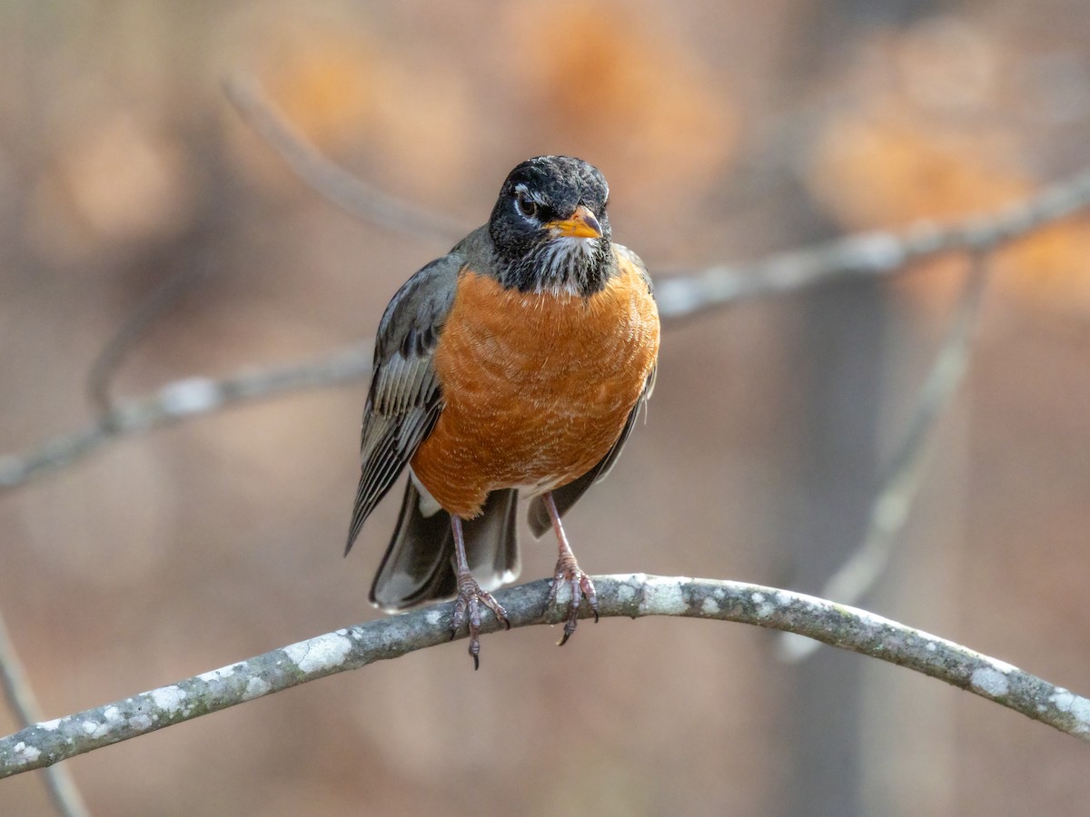 American Robin - ML652183537