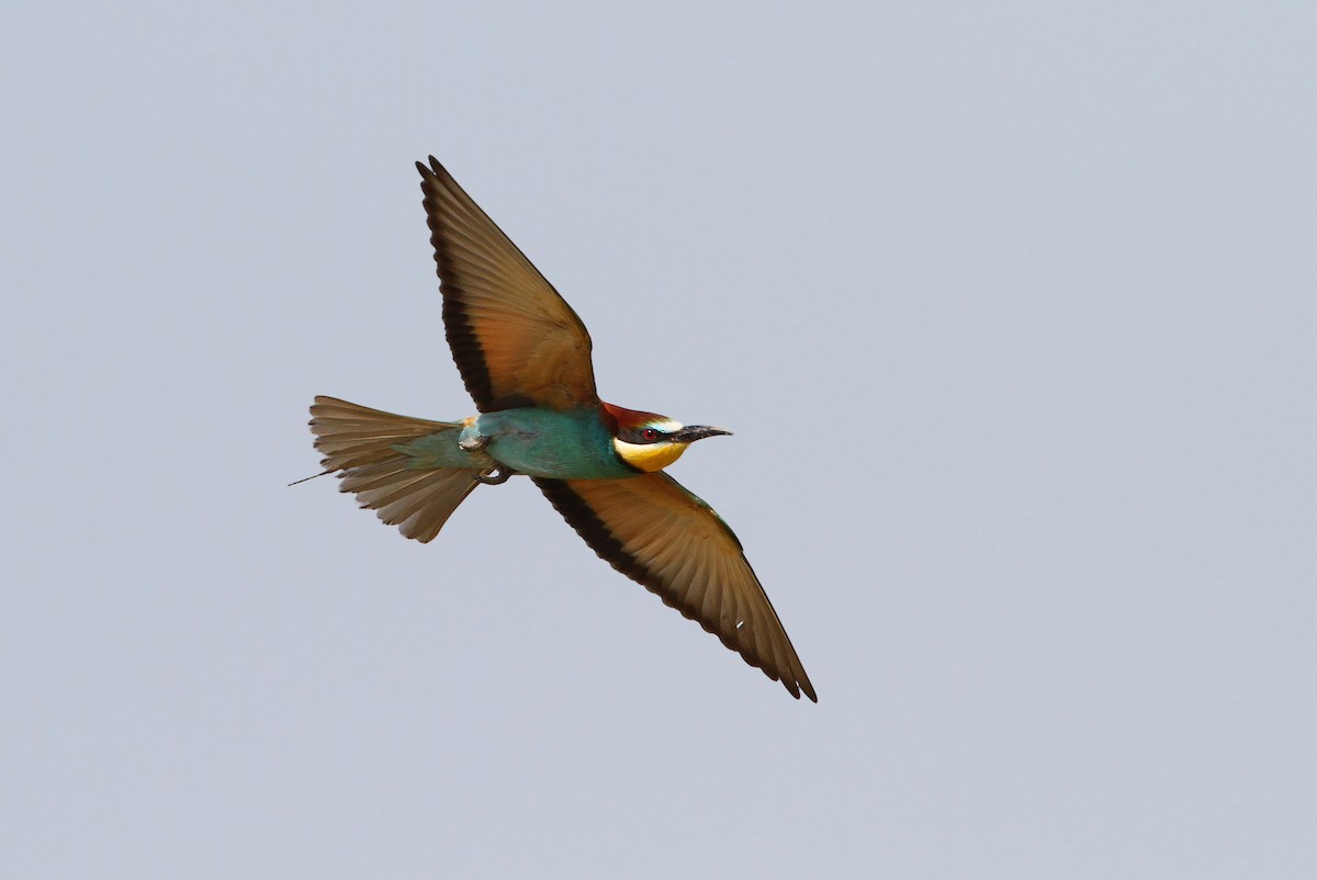 European Bee-eater - ML65218361