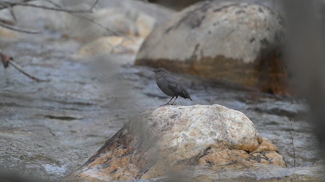 American Dipper - ML652184045