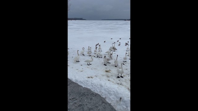 Лебідь-трубач - ML652184233