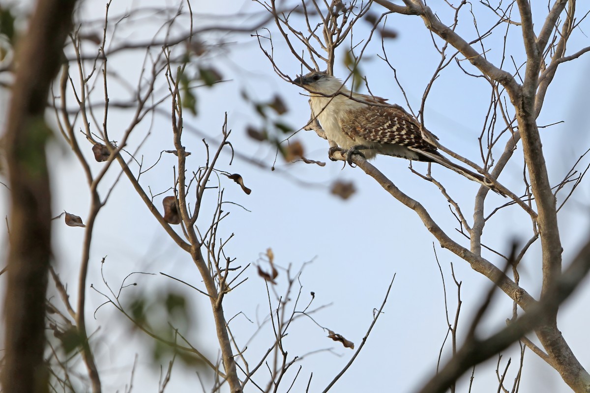 Pheasant Coucal (Timor) - ML652184286