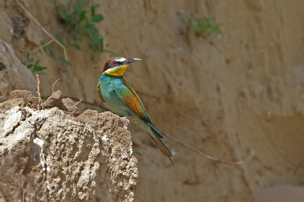 European Bee-eater - ML65218431