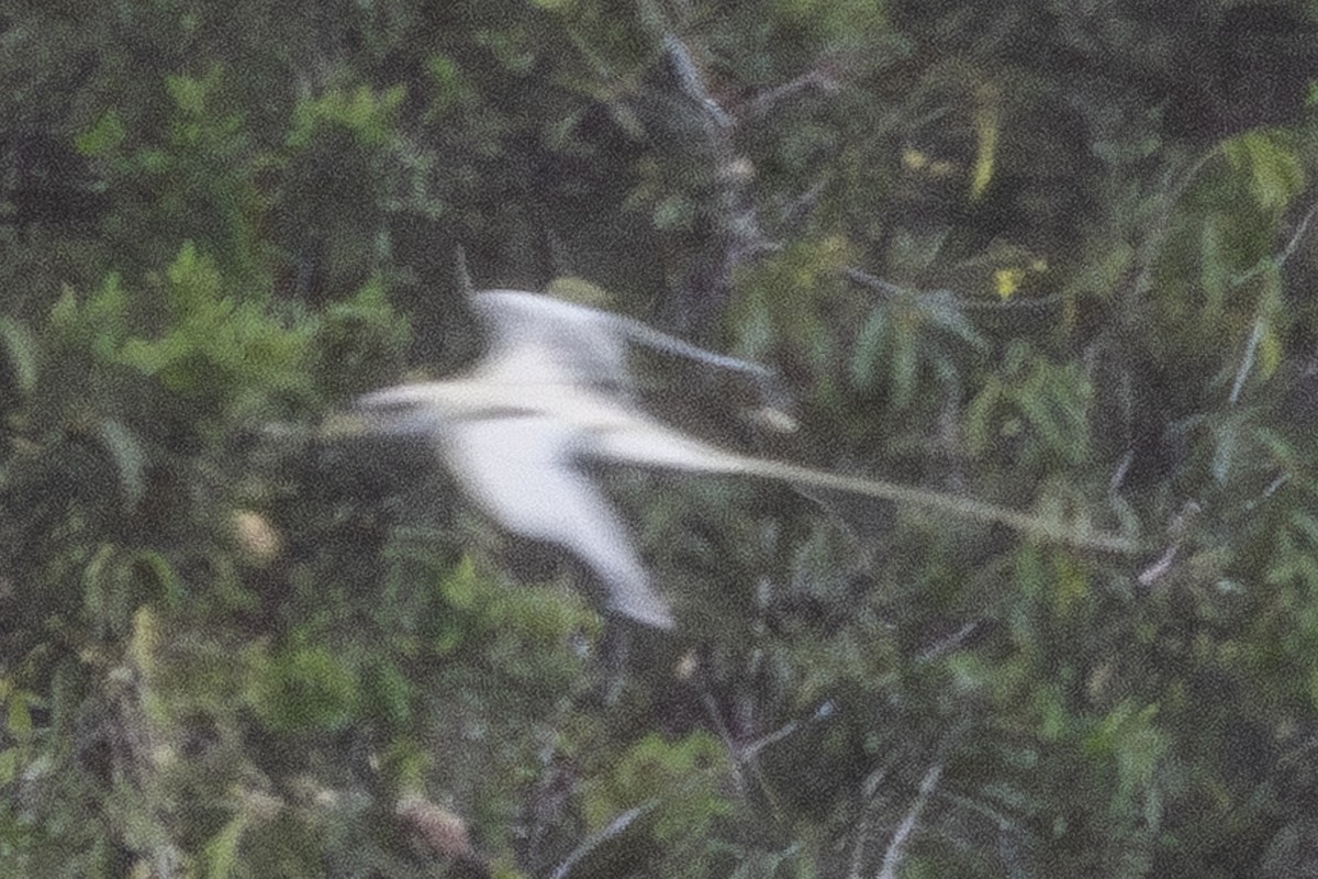 White-tailed Tropicbird (Pacific) - ML652184326
