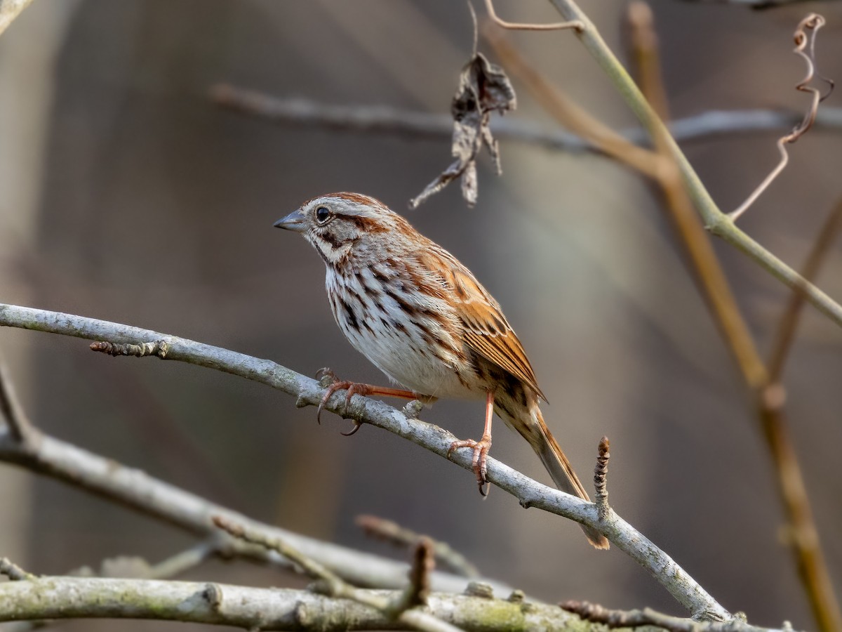 Song Sparrow - ML652184368