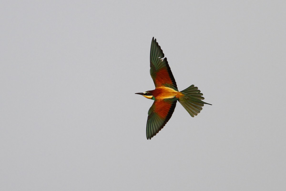 European Bee-eater - ML65218441