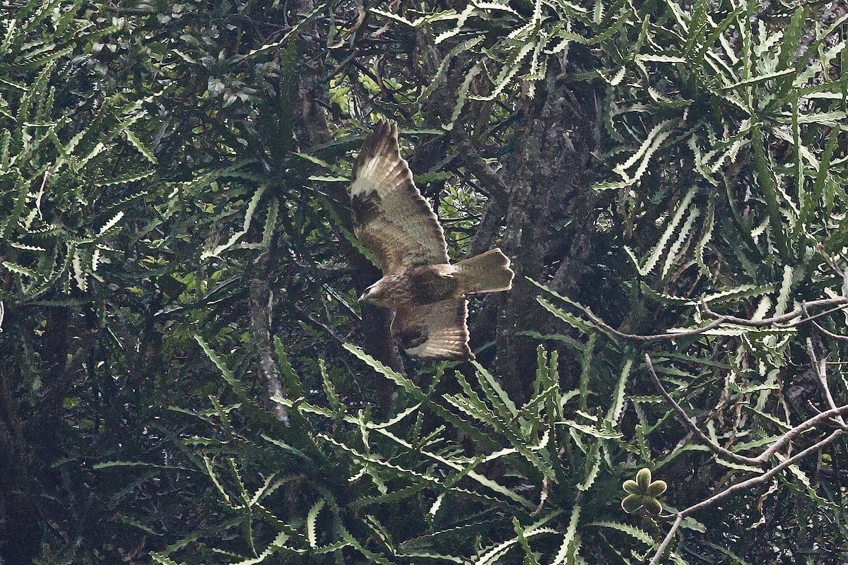Himalayan Buzzard - ML652184422