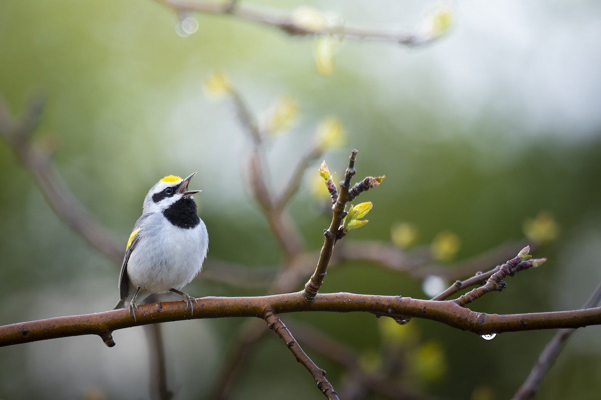 Goldflügel-Waldsänger - ML652184458