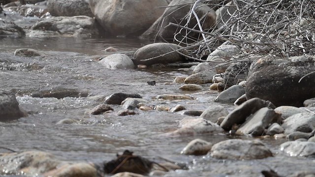 American Dipper - ML652184474