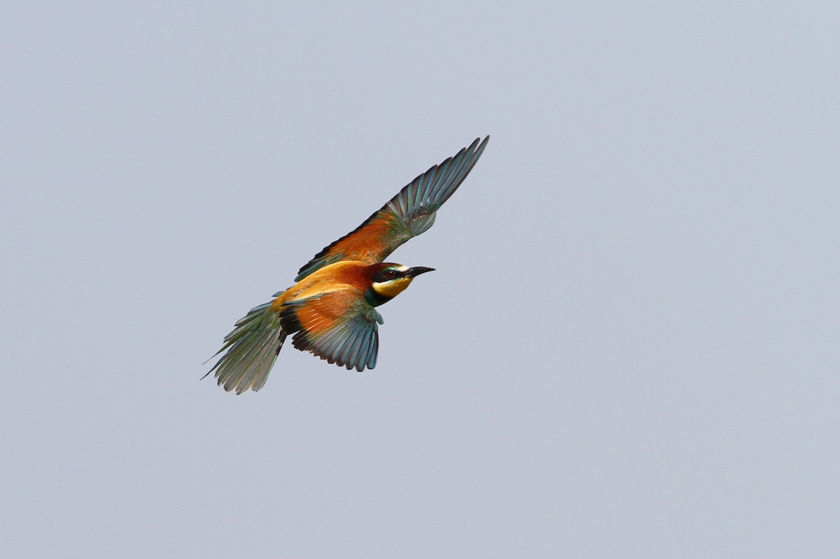 European Bee-eater - ML65218451