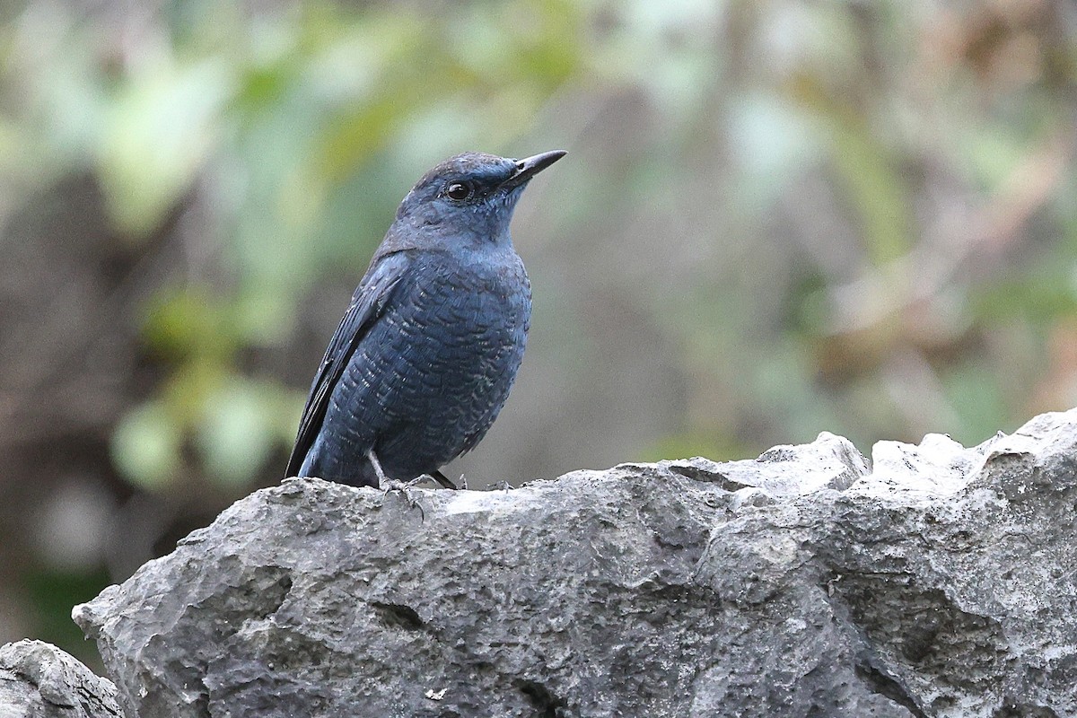 Harkaitz-zozo urdina - ML652184612