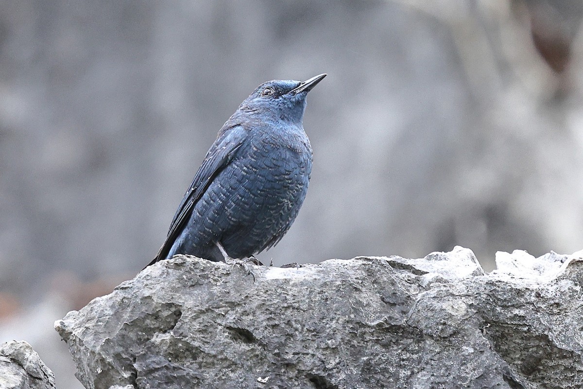 Harkaitz-zozo urdina - ML652184613