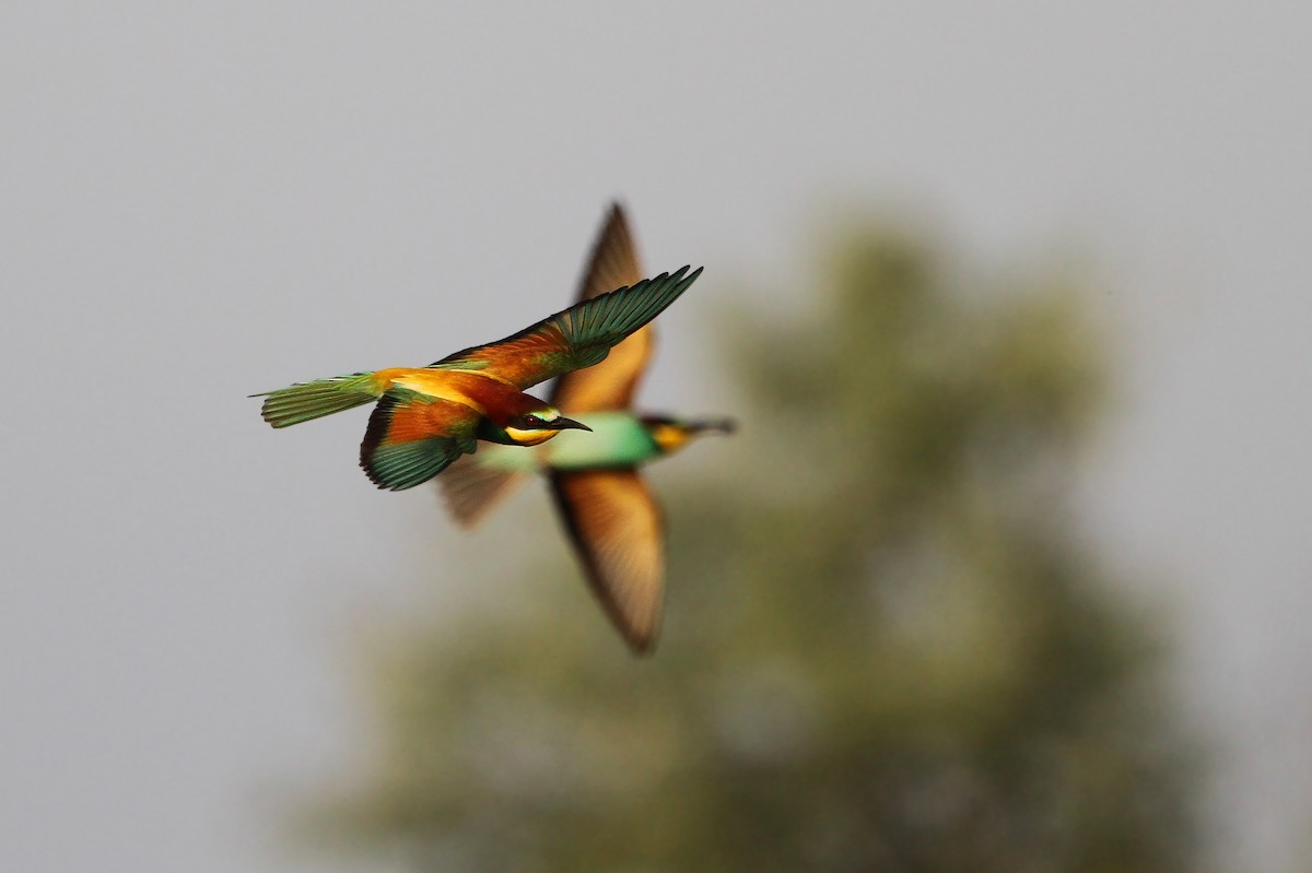 European Bee-eater - ML65218471
