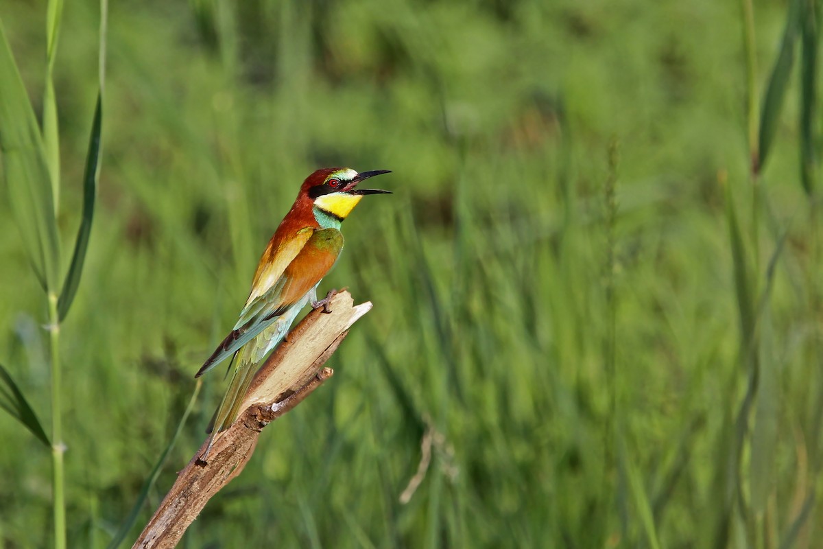European Bee-eater - ML65218481