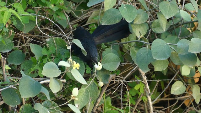 Groove-billed Ani - ML652184839