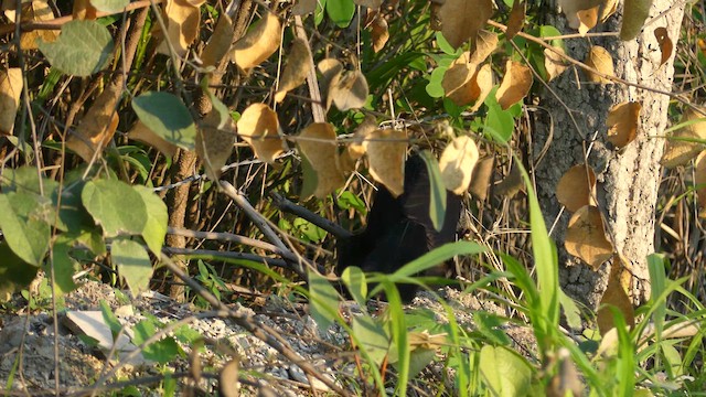 Groove-billed Ani - ML652184840