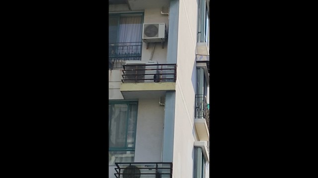 Chinese Blackbird - ML652184890