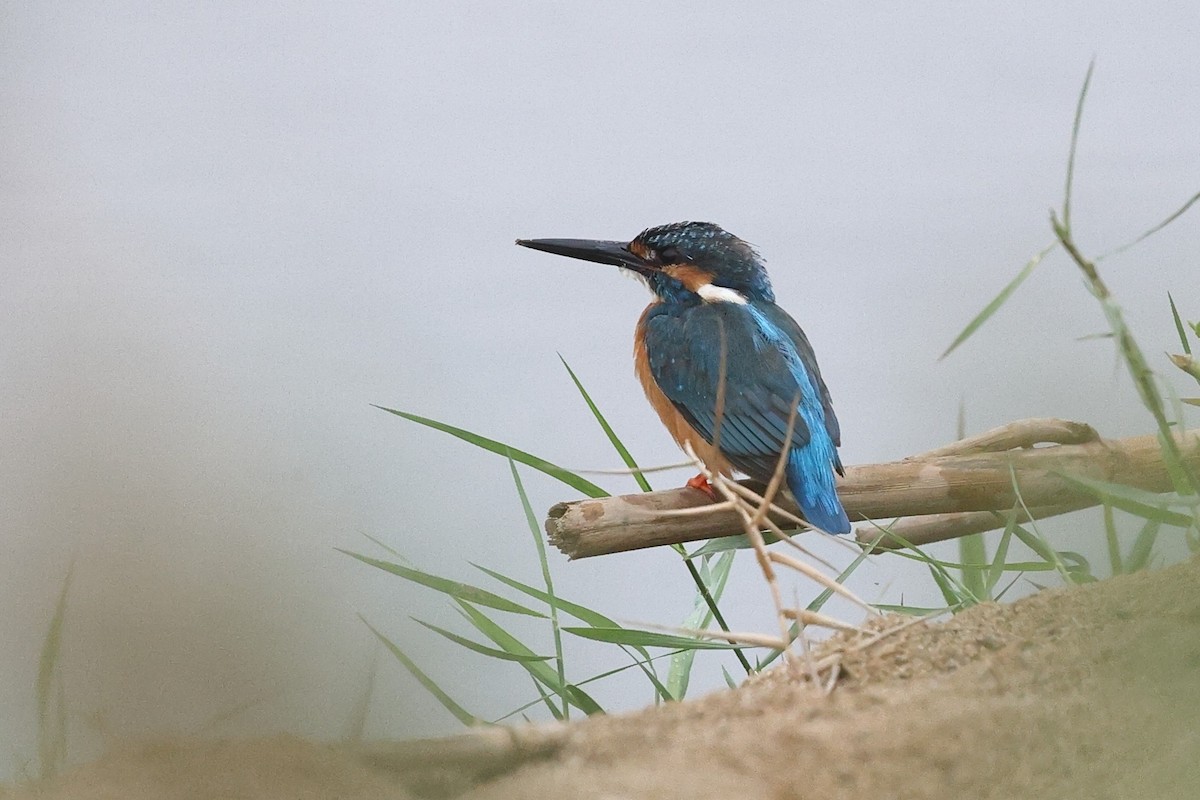 Martin arrantzalea [atthis Taldekoa] - ML652184909