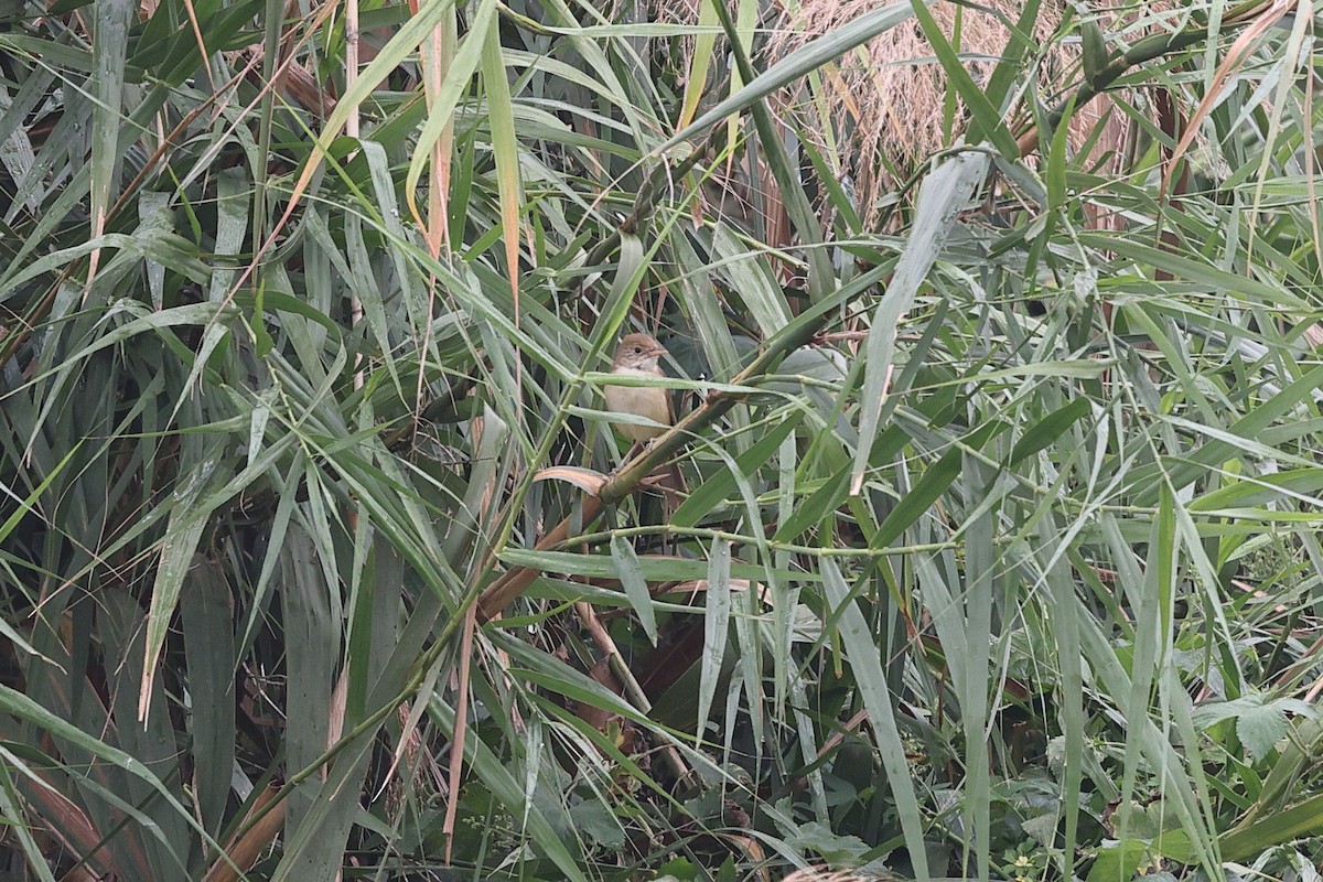 Lezkari mokolodia - ML652184917