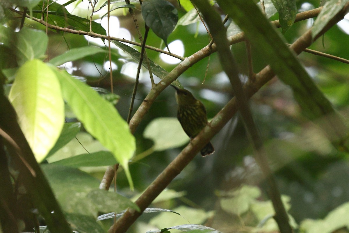 Purple-naped Spiderhunter - ML652185037