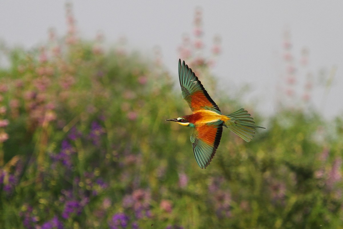 European Bee-eater - ML65218511