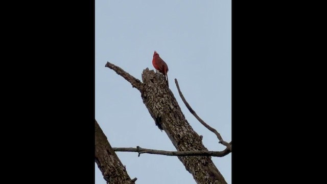 Northern Cardinal - ML652185190