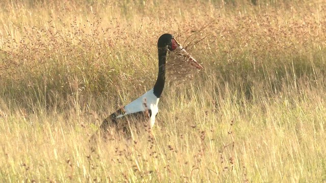 Saddle-billed Stork - ML652185228