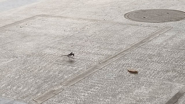 Хөх цэгцгий - ML652185350