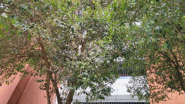 Chinese Blackbird - ML652185580