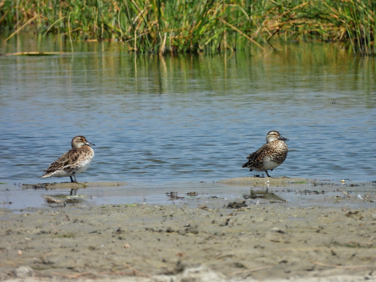 Цагаан хөмсөгт нугас - ML652185585