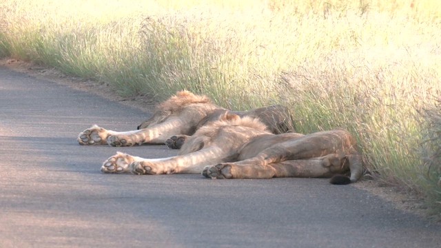 Southern Lion - ML652185587