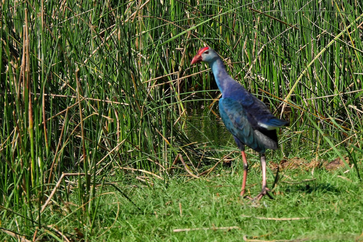 Gray-headed Swamphen - ML652185658