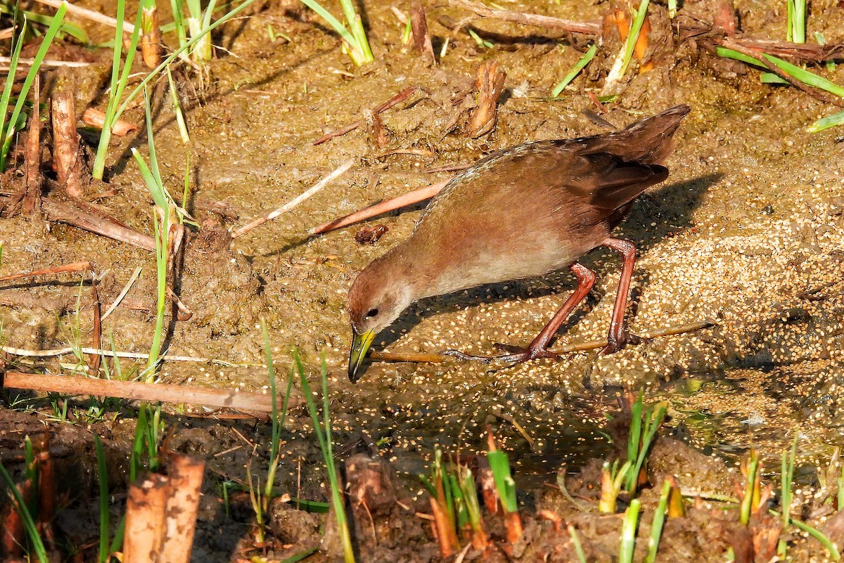 Brown Crake - ML652185661