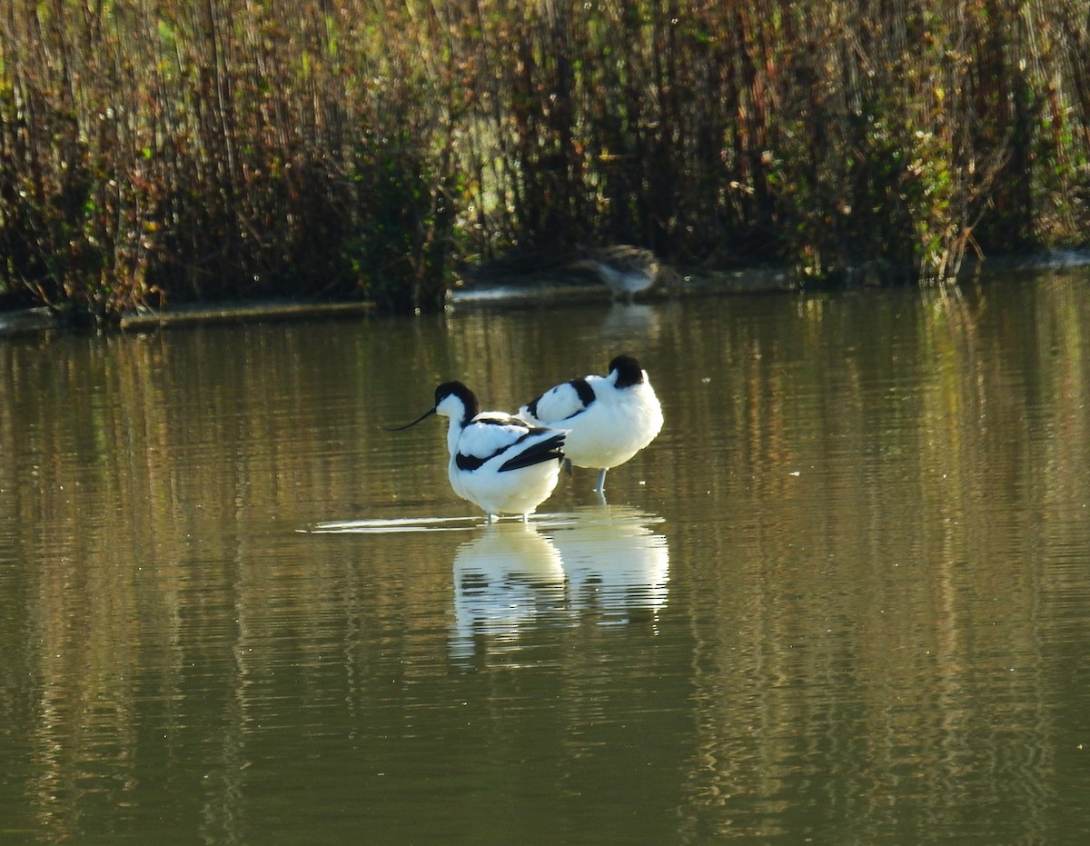 Abozeta kaskabeltza - ML652185674