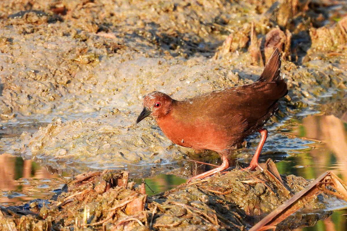 Ruddy-breasted Crake - ML652185680
