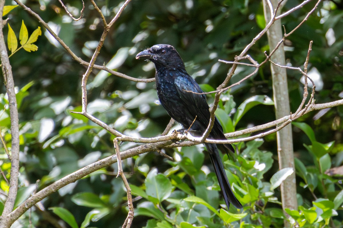 drongo vločkoprsý - ML652185705