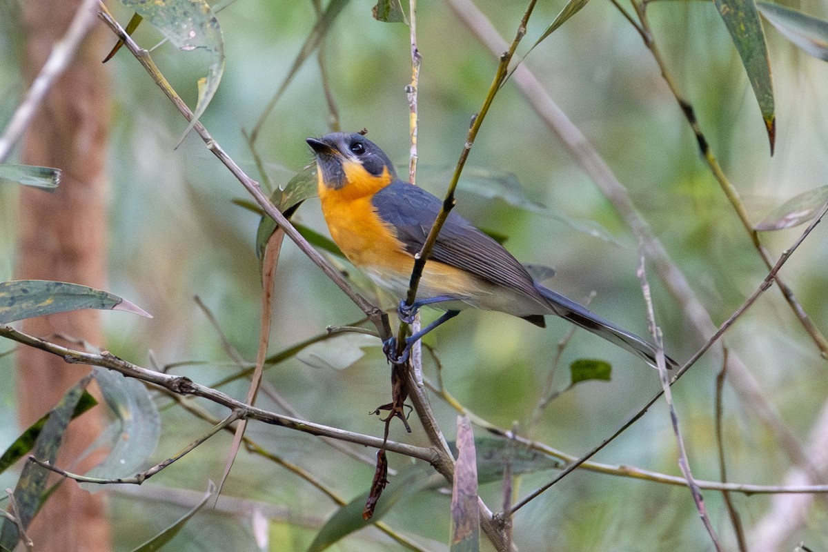 Australian Spectacled Monarch - ML652185708