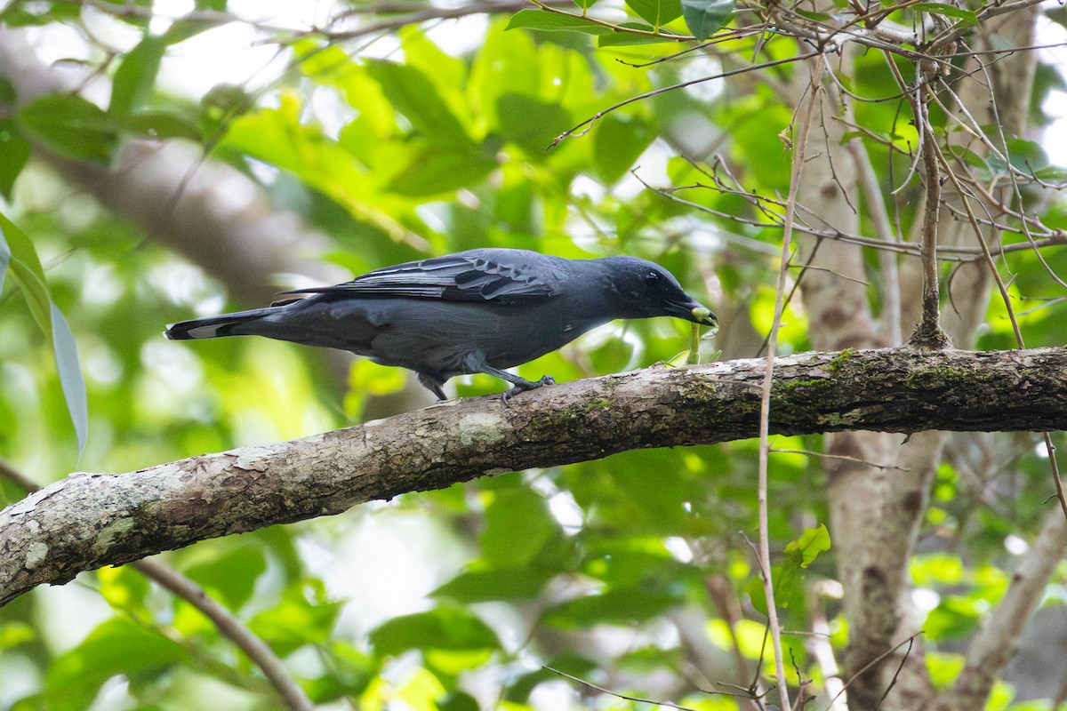 Sahul Cicadabird - ML652185715