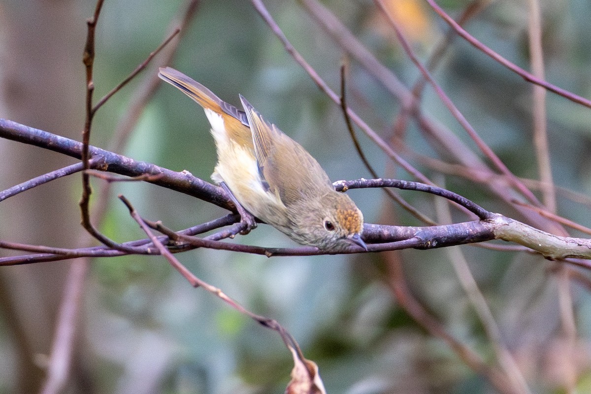Brown Thornbill - ML652185735