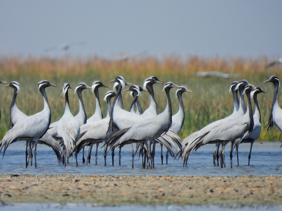 Өвөгт тогоруу - ML652185760