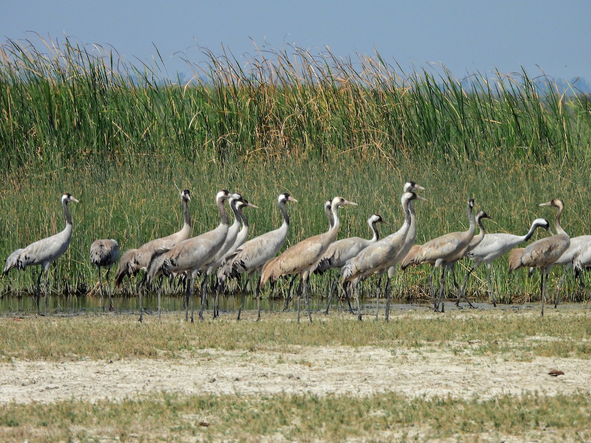 Хархираа тогоруу - ML652185770