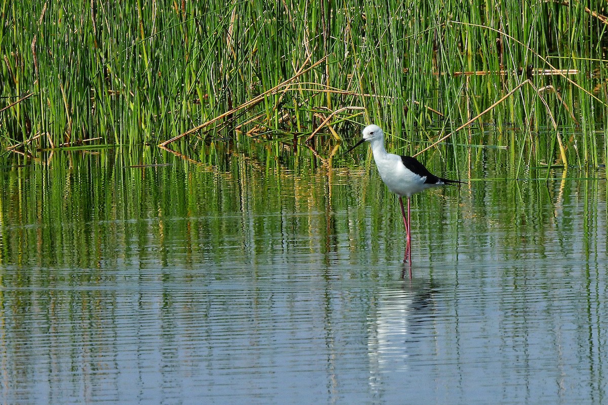 Эгэл хилэн жигүүр - ML652185778