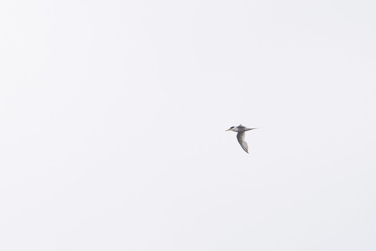 Charrancito Australiano - ML652185804