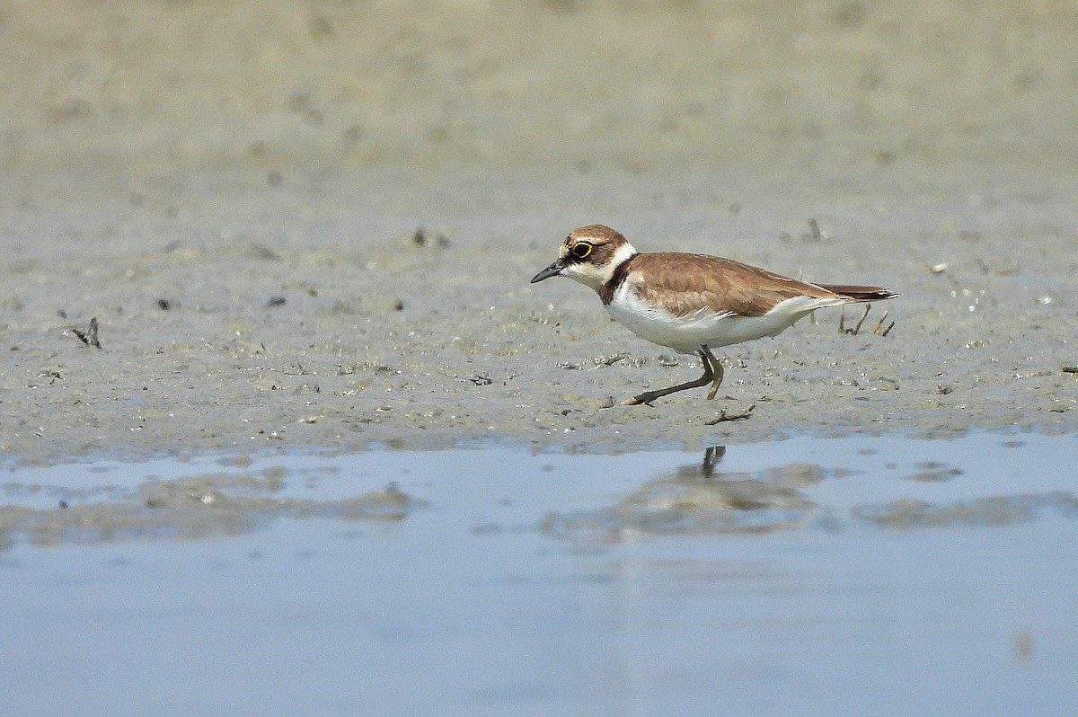 Нарийн хиазат - ML652185817