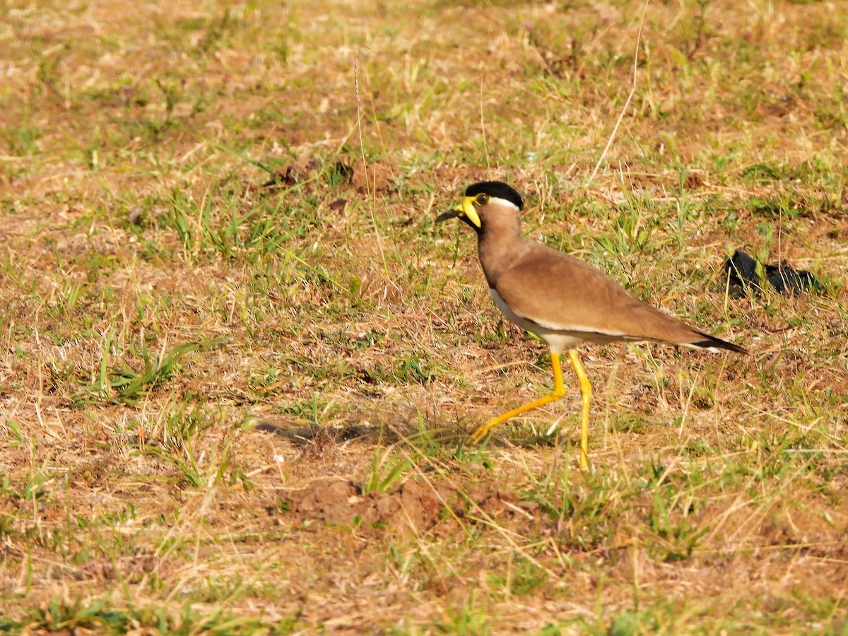Yellow-wattled Lapwing - ML652185820