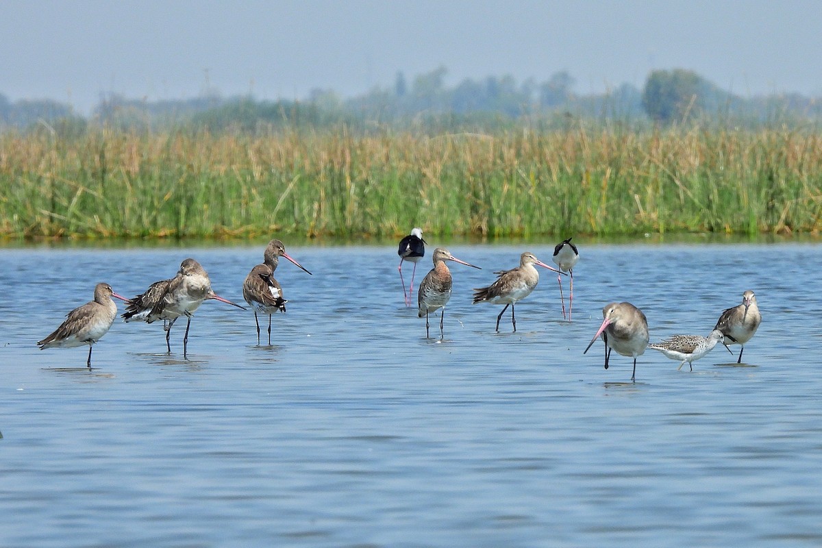 Морин цууцал - ML652185834